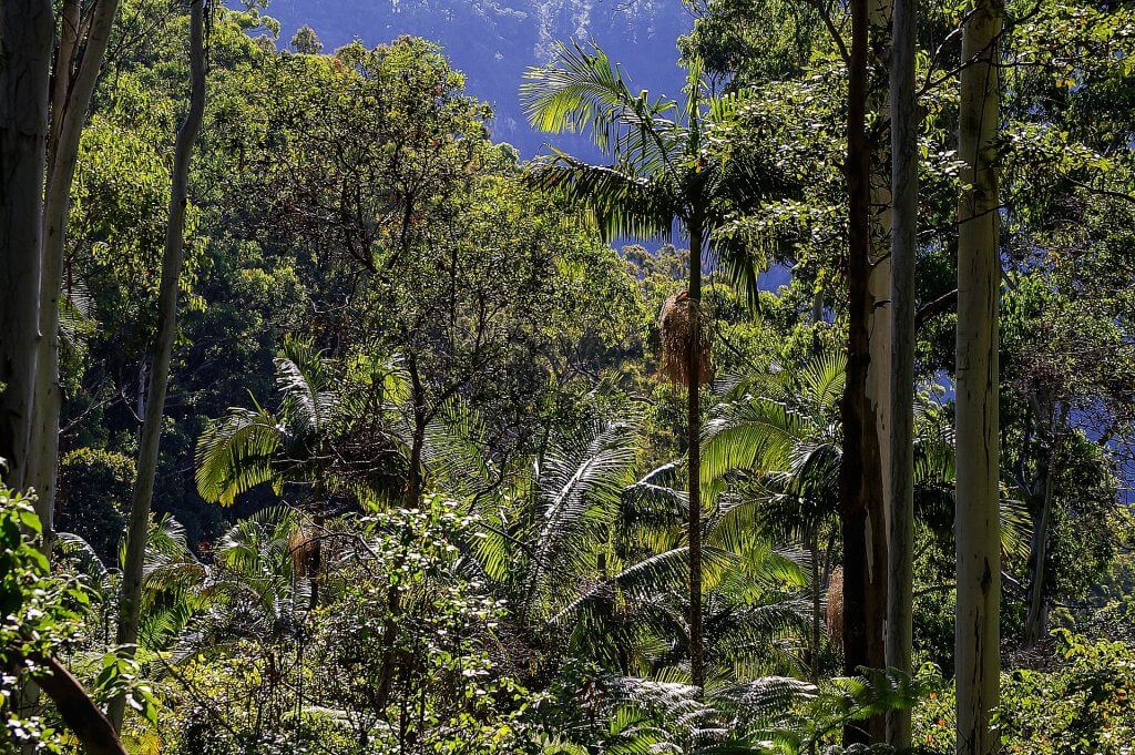 Kuranda Skyrail rainforest Australie
