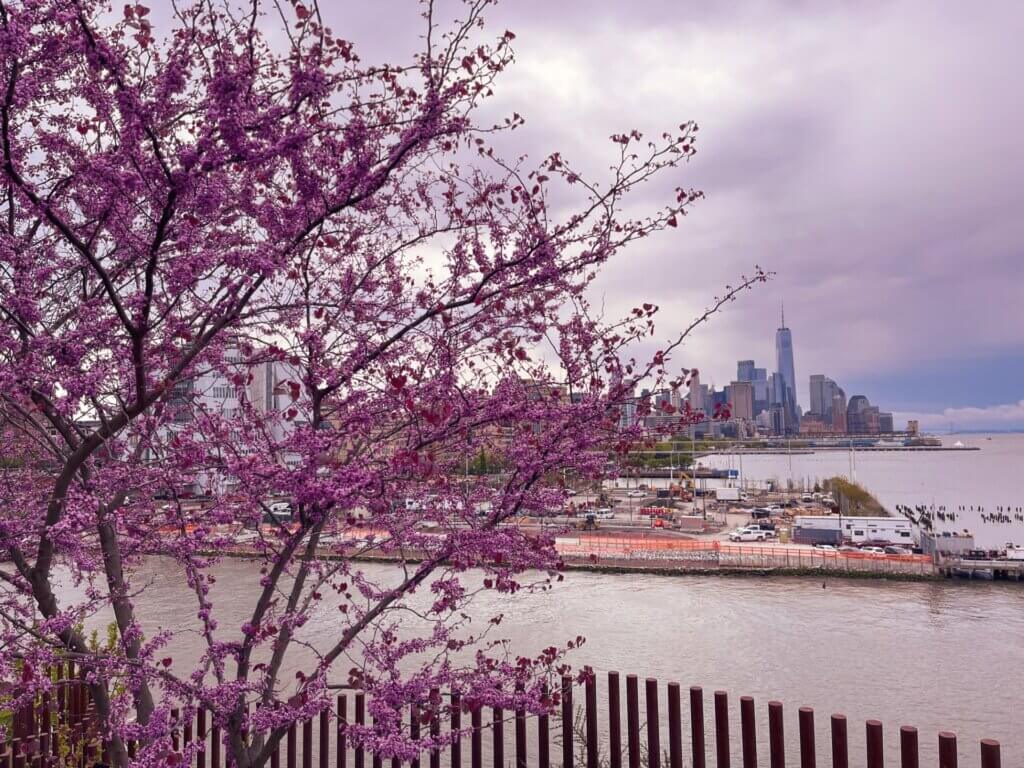 New York bloesemboom skyline