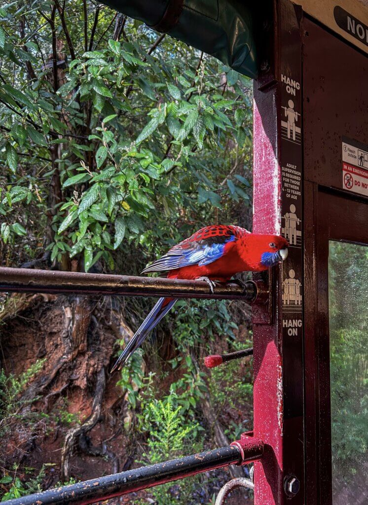 Puffing Billy papegaai in raamkozijn